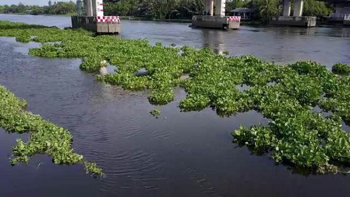水葫芦覆盖泰国的一条河流