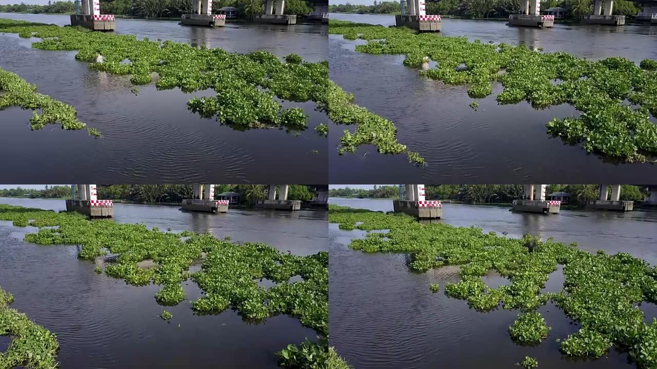 水葫芦覆盖泰国的一条河流