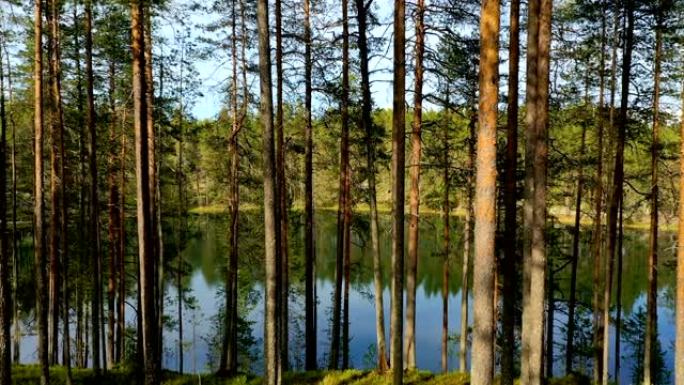 芬兰湖泊和森林的鸟瞰图。芬兰美丽的自然。