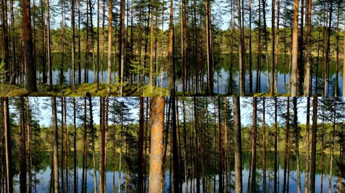 芬兰湖泊和森林的鸟瞰图。芬兰美丽的自然。