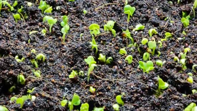 种植种子万物生长生根发芽小草幼苗