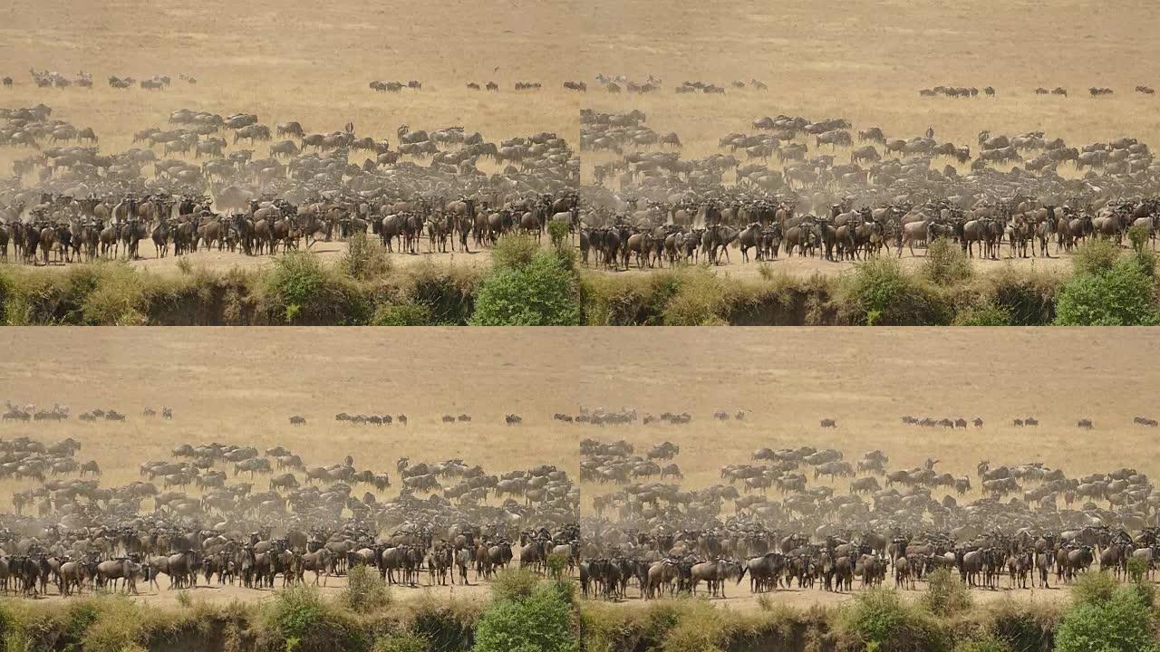 肯尼亚的大牛羚迁徙
