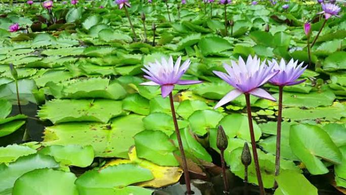 粉色莲花荷塘荷花湿地生态夏季夏天