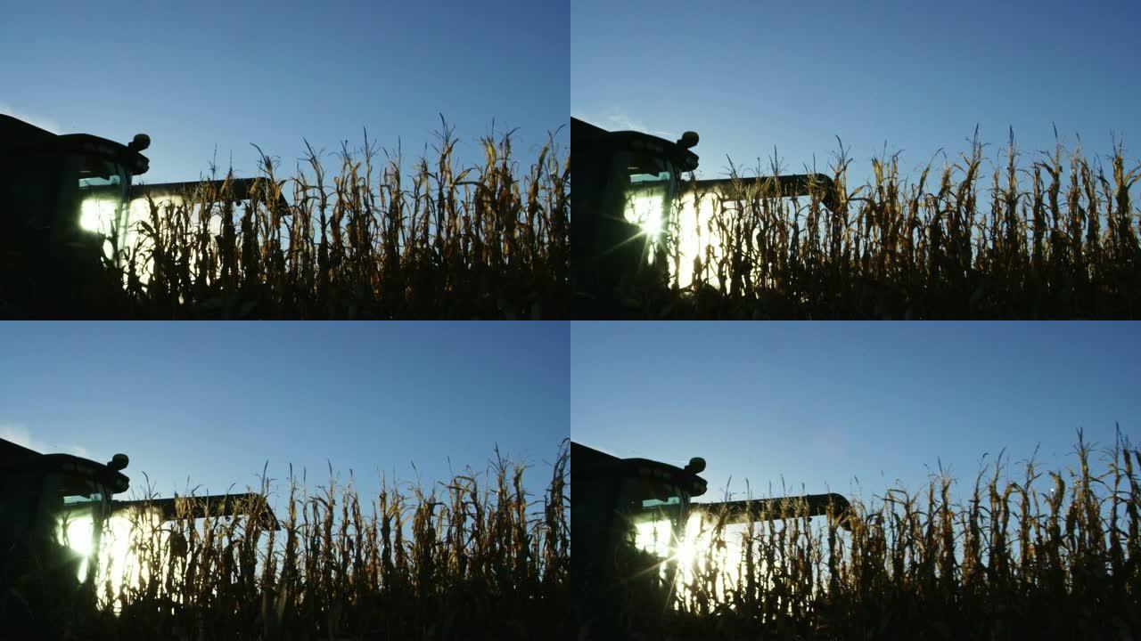 带有螺旋钻的联合收割机的轮廓在晴朗的蓝天下穿过玉米田