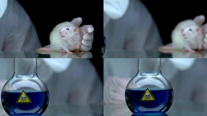 研究人员对大鼠，洗涤剂生产中的有毒液体进行测试