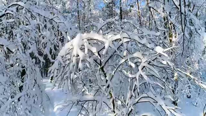 森林里下雪的树枝。冬季仙女背景