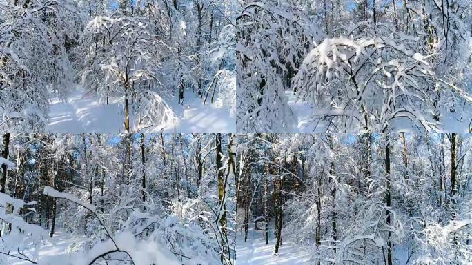 森林里下雪的树枝。冬季仙女背景