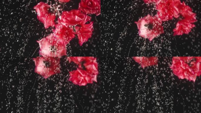 红色玫瑰花蕾在黑色背景上溅入水中。