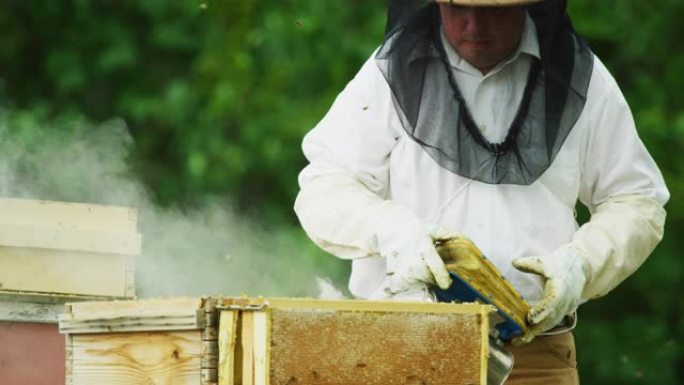三十多岁的高加索养蜂人戴着养蜂帽，面纱和手套，在户外的木箱蜂箱旁边拿着吸烟者和风箱