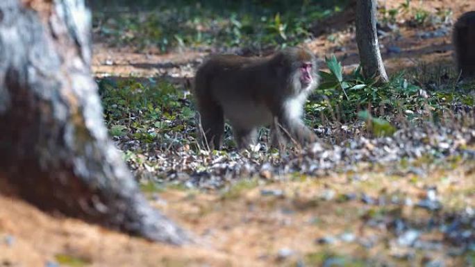 年轻的野生日本猕猴在地上喂绿叶