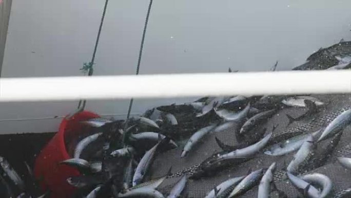 工业渔船: 大量捕捞鱼类