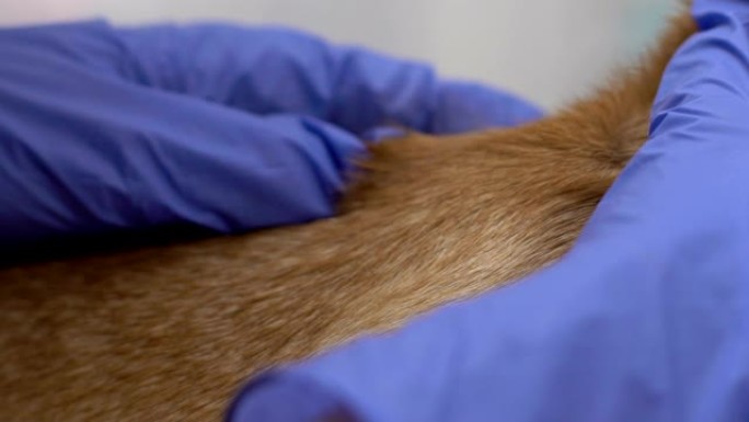 兽医戴着手套检查狗毛，检查蜱特写镜头，脑炎危险