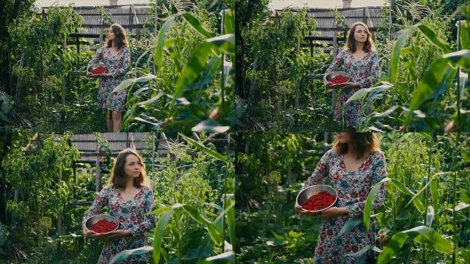 乡下摘树莓的女人