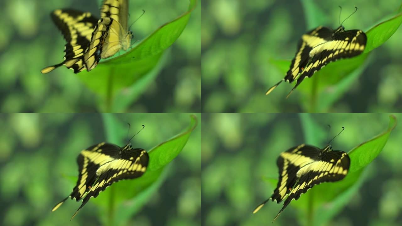 南美和北美昆虫学，美丽的异国蝴蝶凤蝶