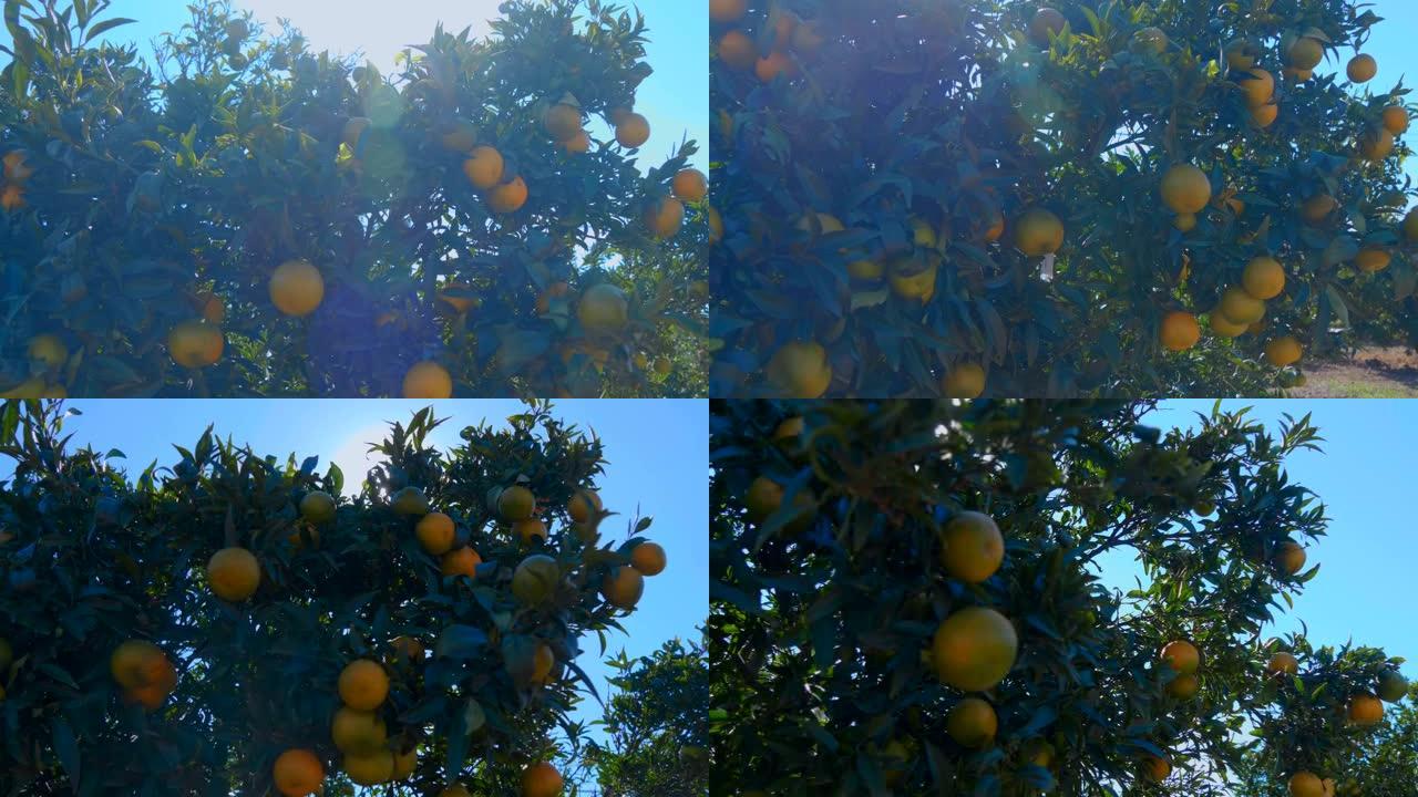 集体农场田地上有绿色和成熟果实的橙树