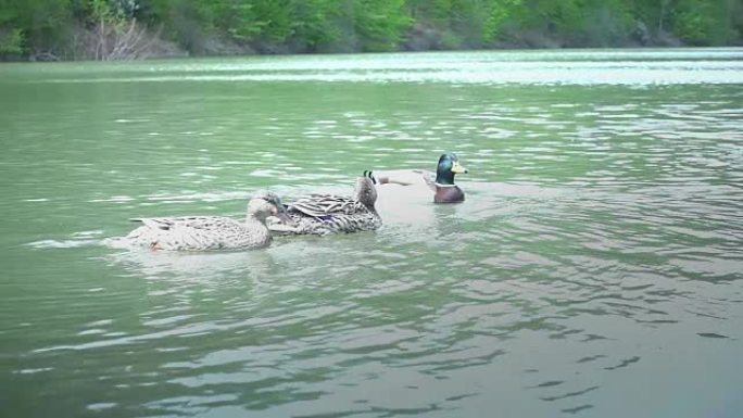 漂浮在湖上的鸭子野鸭水鸟公鸭母鸭生态环境
