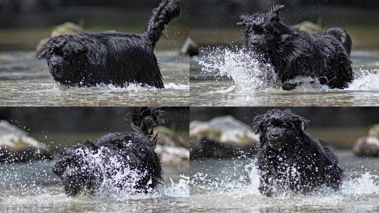 斯洛·莫·纽芬兰的狗在阳光明媚的日子里在水里奔跑