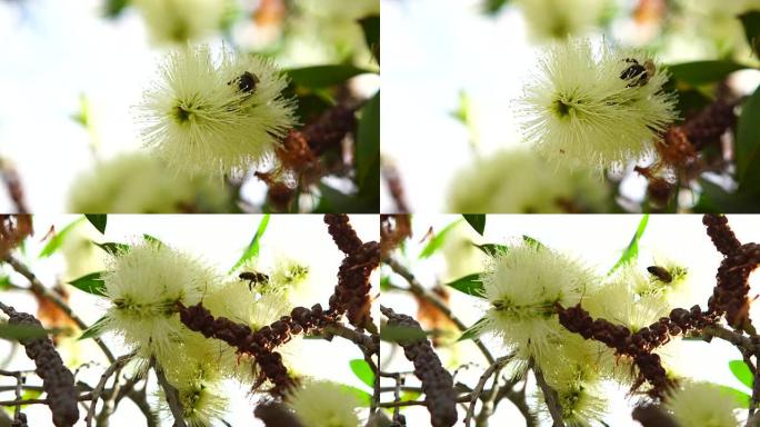 白色花朵中的蜜蜂