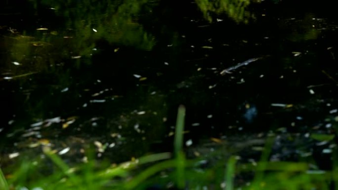 河谷塑料垃圾填埋场，对野生动植物栖息地的负面影响