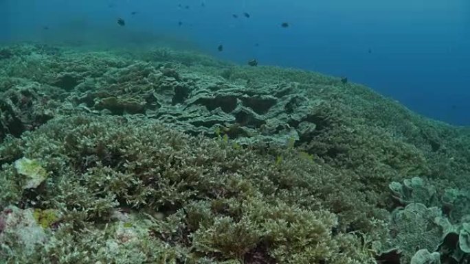 印度尼西亚班达群岛的健康珊瑚礁