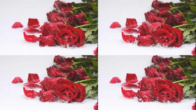 水滴落在红玫瑰上的慢动作