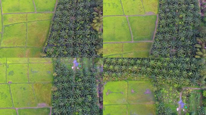 在典型的亚洲城市中，树木和稻米上方的航拍视频
