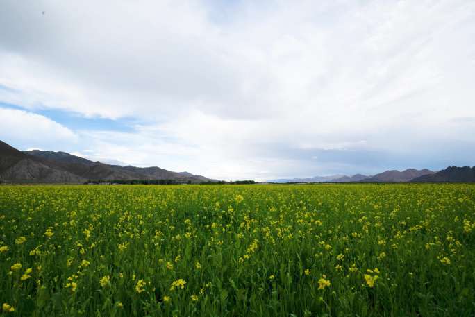 油菜地延时 油菜花延时 油菜地日落延时