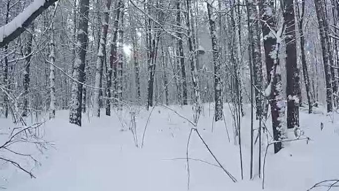 降雪后的冬季森林全景。
