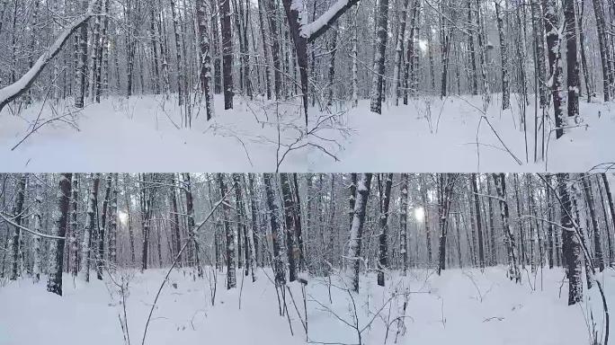 降雪后的冬季森林全景。