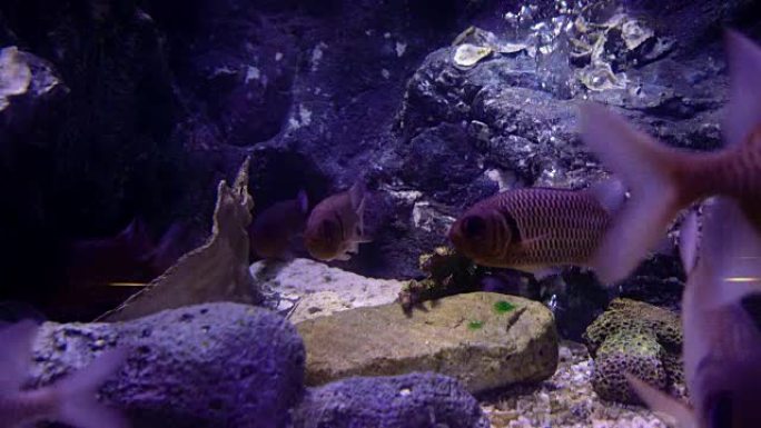 水族馆里的红松鼠鱼。