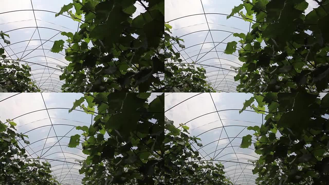 葡萄在温室花园的纸袋中生长