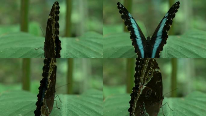 罕见的蝴蝶展开美丽的翅膀，坐在叶子上，昆虫，昆虫学