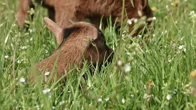 草地上的小山羊素材