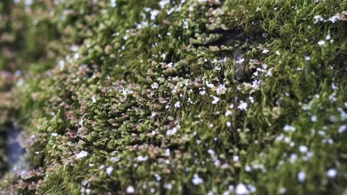 雪花落在苔藓上的特写镜头