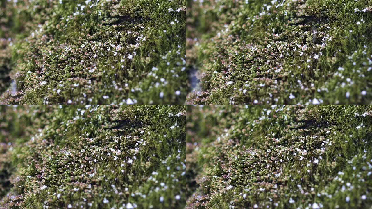 雪花落在苔藓上的特写镜头