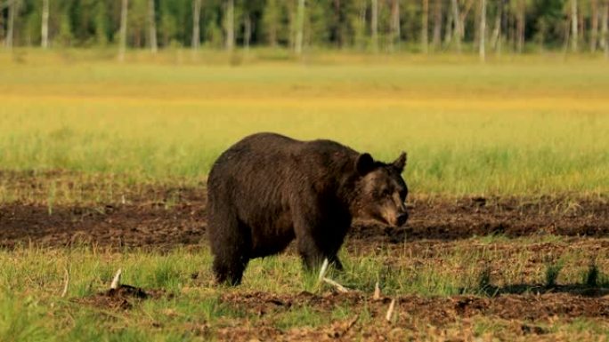 野生性质的棕熊 (Ursus arctos) 是一种在欧亚大陆北部和北美大部分地区发现的熊。在北美洲