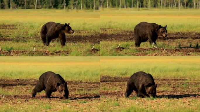 野生性质的棕熊 (Ursus arctos) 是一种在欧亚大陆北部和北美大部分地区发现的熊。在北美洲