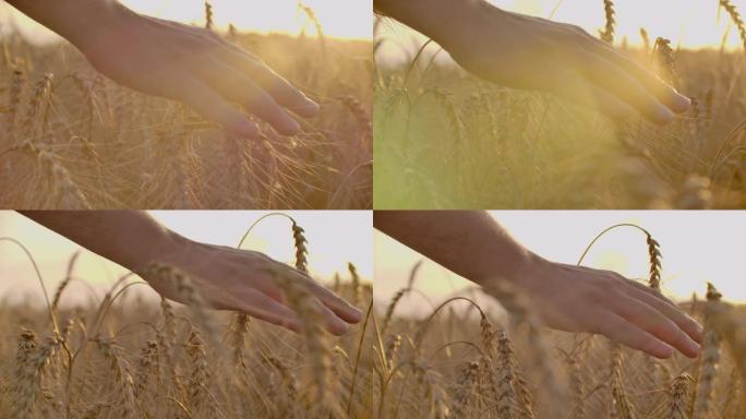 一个农民的手在田地上摸小麦的特写镜头。农夫手在田间触摸小麦的慢动作。
