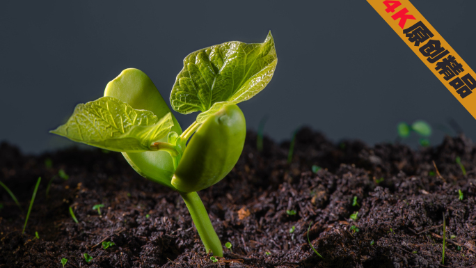 植物生长种子发芽希望励志企业形象
