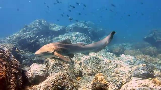 斑马豹鲨 (Stegostoma fasciatum) 游泳。这条鲨鱼附有一条Remora (Ech