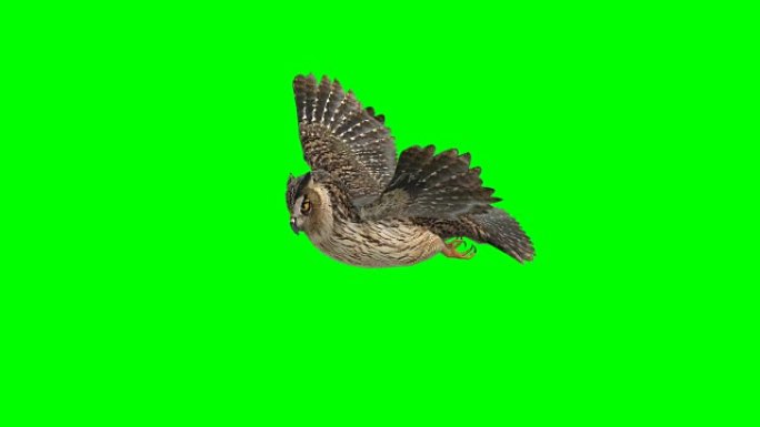 猫头鹰滑行绿色屏幕 (可循环)