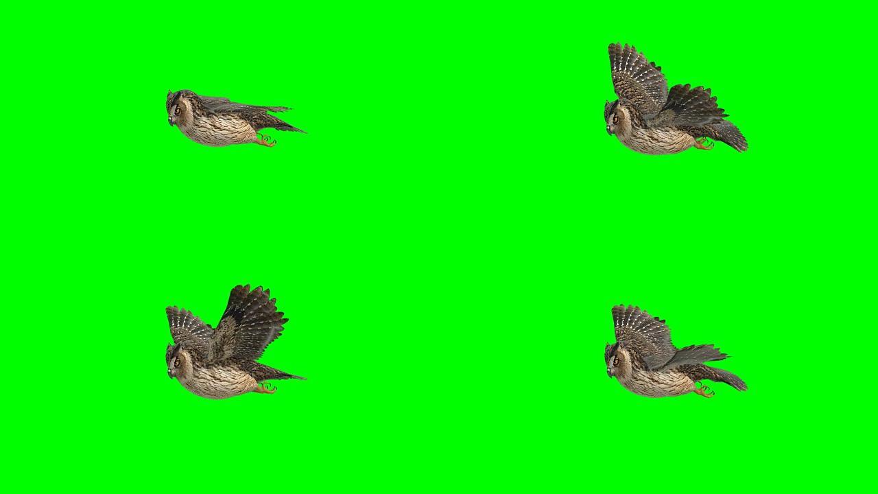 猫头鹰滑行绿色屏幕 (可循环)