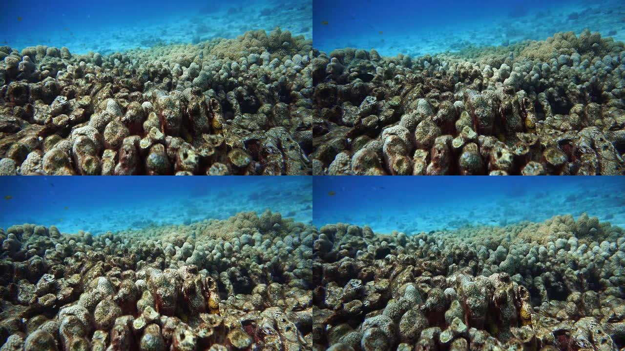 珊瑚礁白化对受损脆弱生态系统海洋环境的影响。