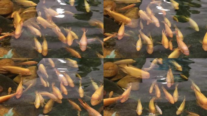 金尼罗河鱼在池塘里游泳。