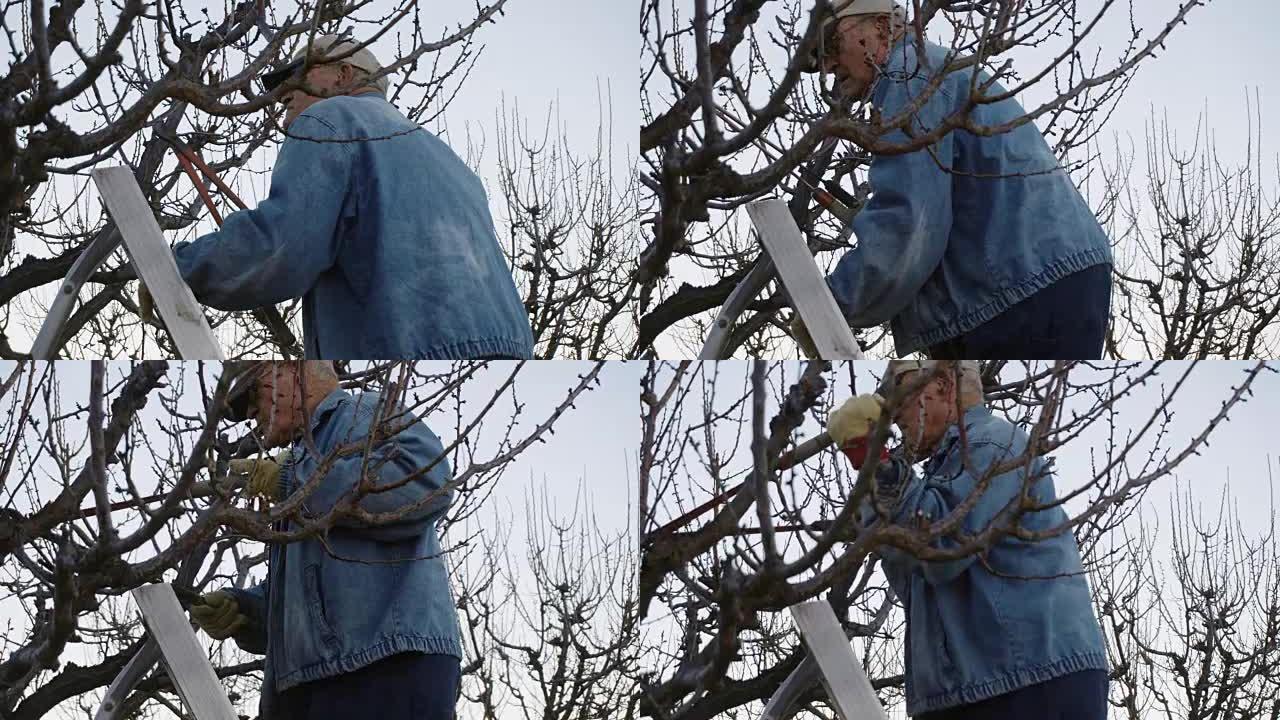 白人农民老人修剪果树