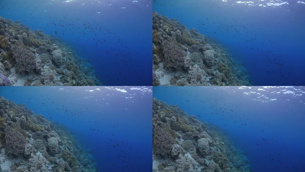 美丽的海底悬崖，珊瑚和金鱼鱼