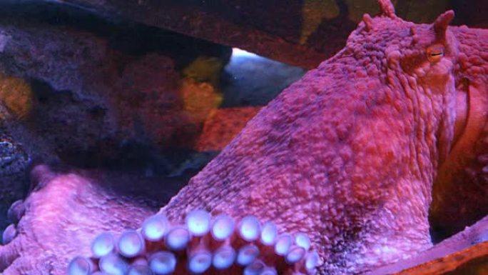 大海中的大红章鱼热带鱼群海洋大海野生动物