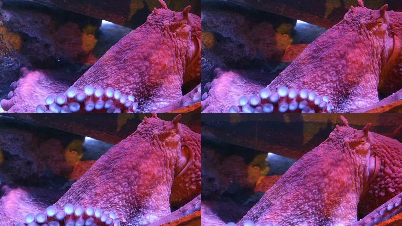 大海中的大红章鱼热带鱼群海洋大海野生动物