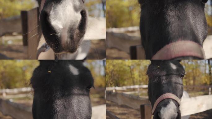 一幅美丽的黑马的特写肖像，上面有白色的面部标记，嗅着相机。优雅的动物站在室外的畜栏里。