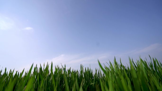 航拍西安秦岭中江兆村麦田